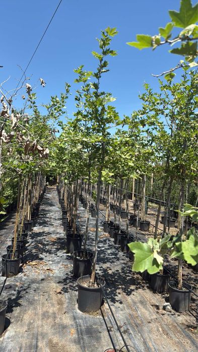 Паулония!!!Дървета,туя храсти и много разнообразие.