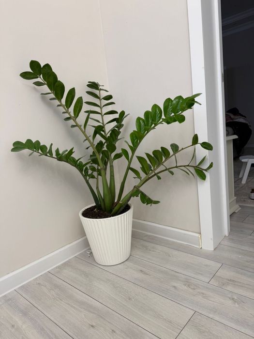 Замиокулькас / Долларовое дерево / Растение