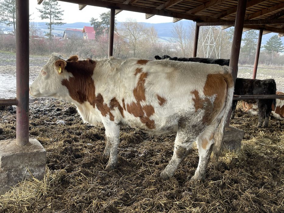 Juninci gestante baltata romaneasca