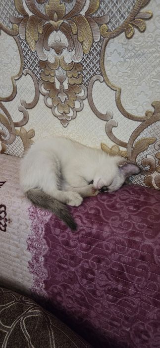 Отдам бесплатно котёнка девочку в добрые руки