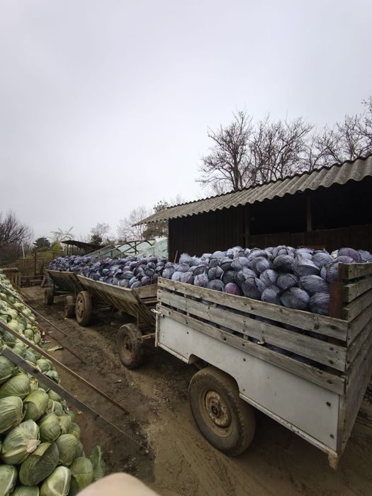 Varza de păstrare roșie , coronet și lagrima