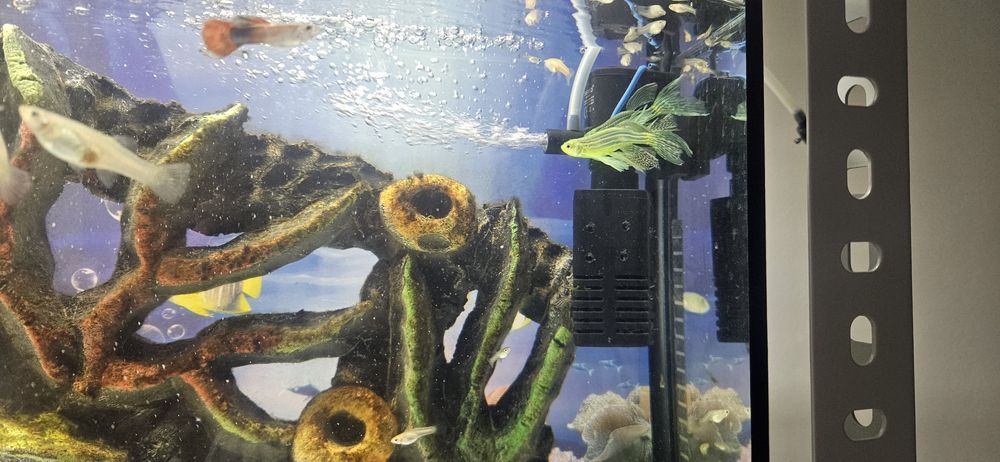 Salom DANIO baliqlari sotiladi