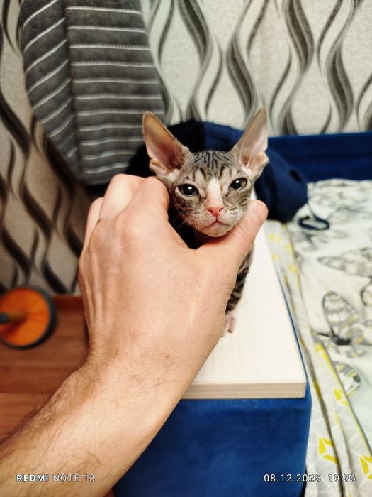 Продам канадского сфинкса