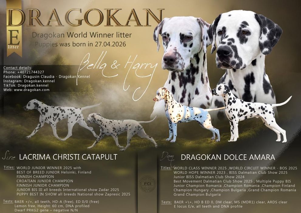 Dalmatian rasă pură cu pedigree