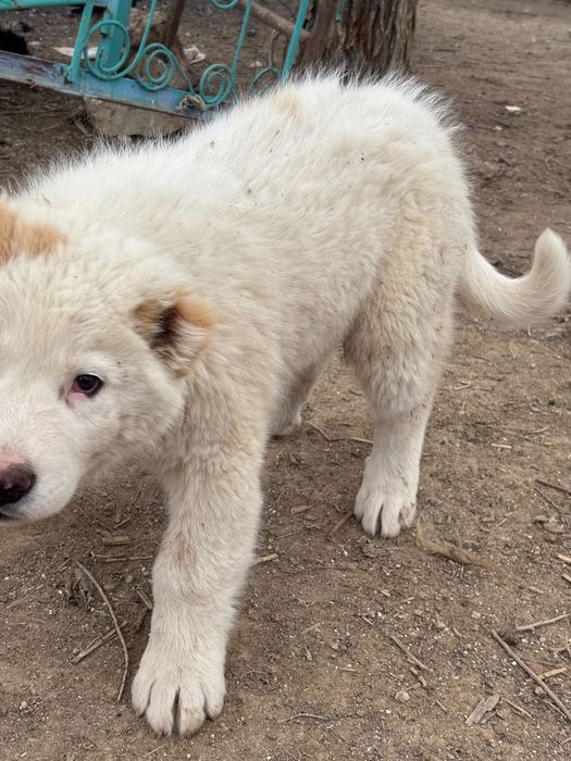 Қазақы төбет күшік