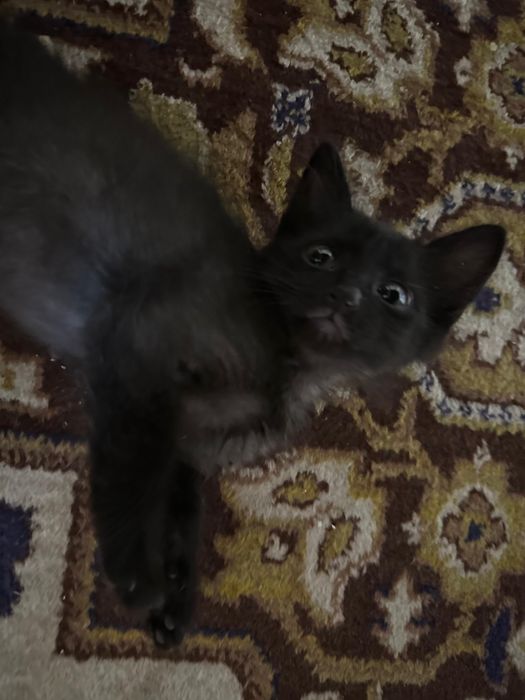 Отдам котенка в добрые руки