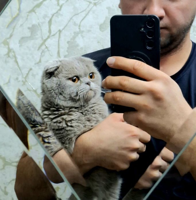 Вязка скоттиш фолд мальчик чистокровный