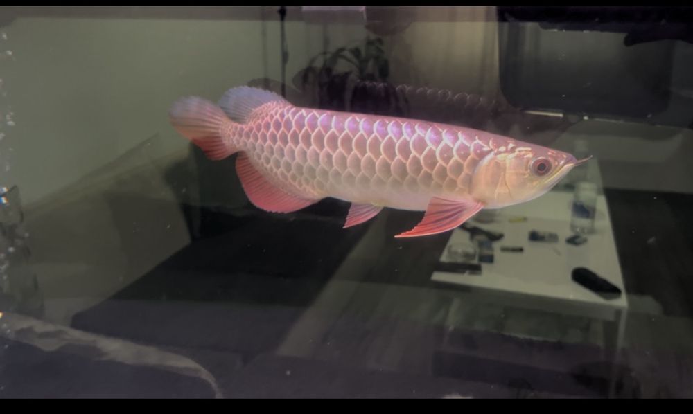 Asian arowana golden crossback