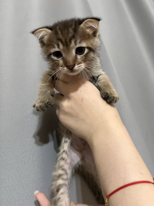 Отдам котят в добрые руки