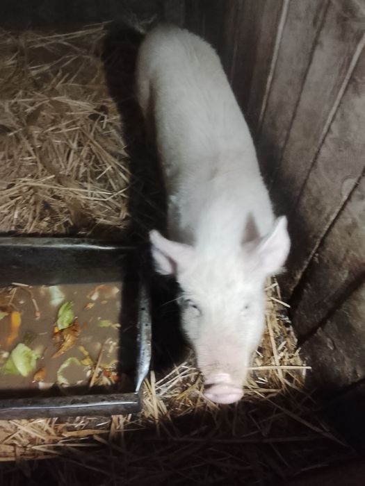 Продаю кабана племенного