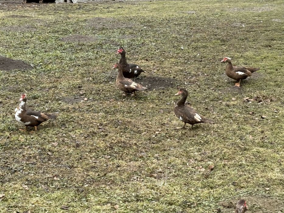 Oua incubat rate lesesti ciocolatii