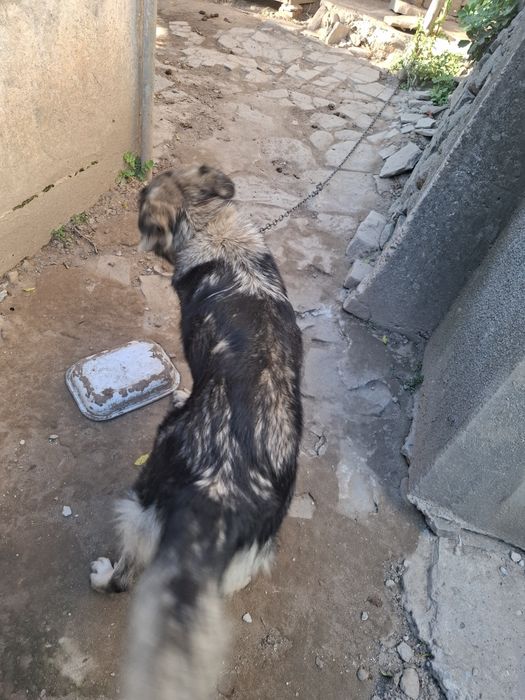 Подарявам  куче.