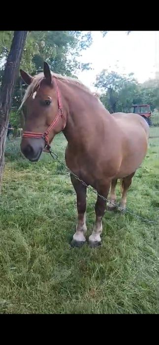 Iapa de vanzare în vârstă de 6 ani