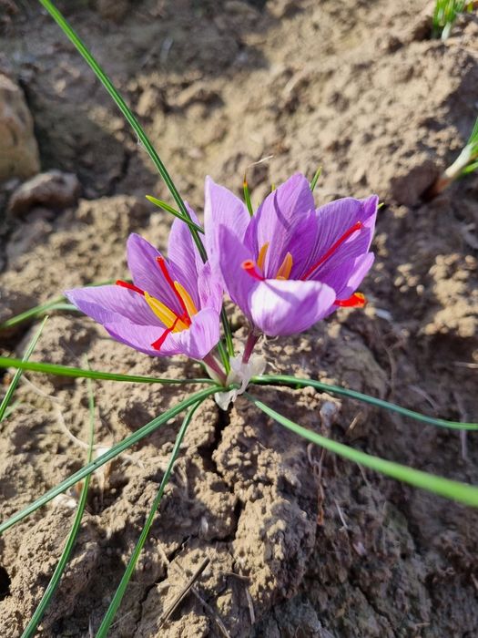 Vând șofran pistile condiment, marmeladă de șofran