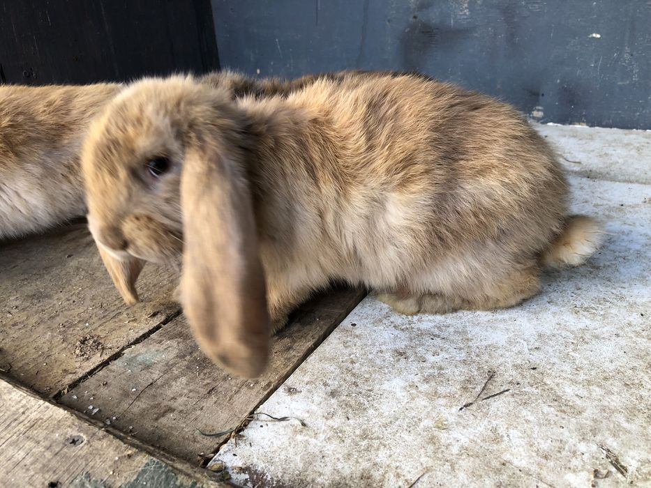 Berrbec German Masculi