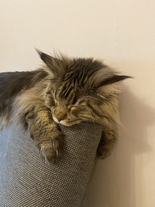 Кот Мейн кун. Очень добрый, ласковый