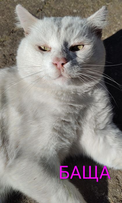 Персийска чинчила, 5 мес, снежно бяла