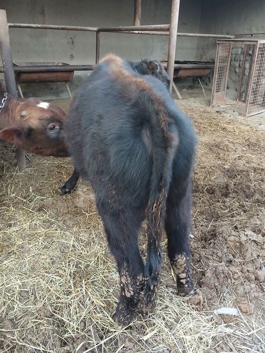 Букача сотилади 10 ойлик соглом