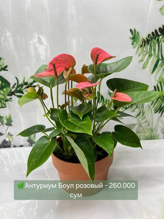Женское счастье (спатифиллум) и мужское счастье( антуриум).
