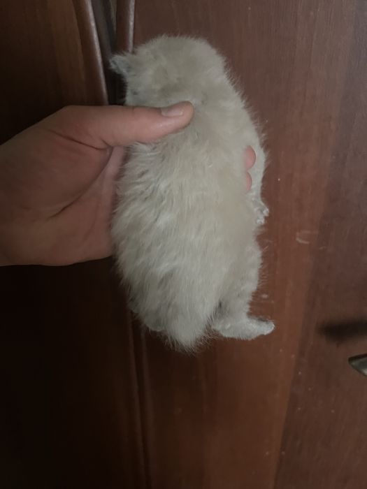 Котята на половину британцы