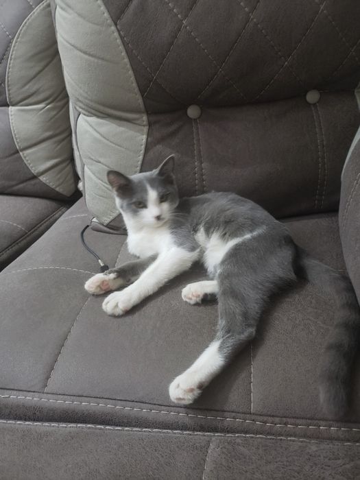 Ismi Oreo, narxni kelishib olish mumkin