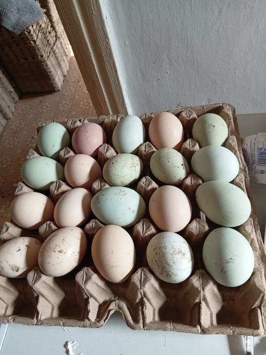 Яйцо инкубационое