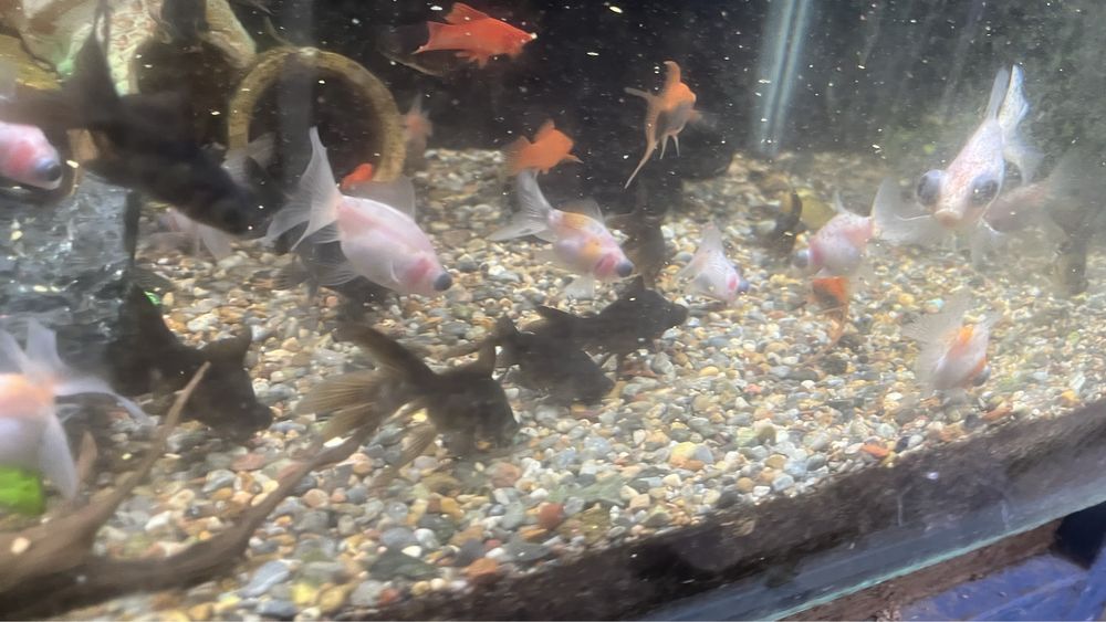 Телескоп белыйе