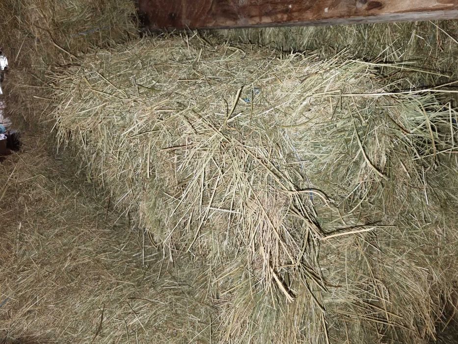 Продава малки бали сено