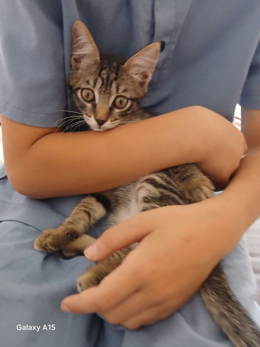 Котёнок мальчик Лео