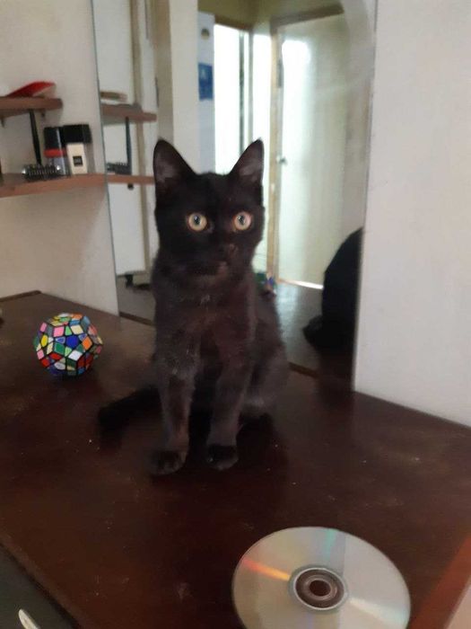 Котенок в добрые руки. Смотрите другие объявления автора