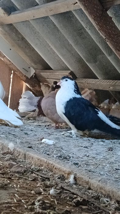 Vând 2 porumbei de ornament