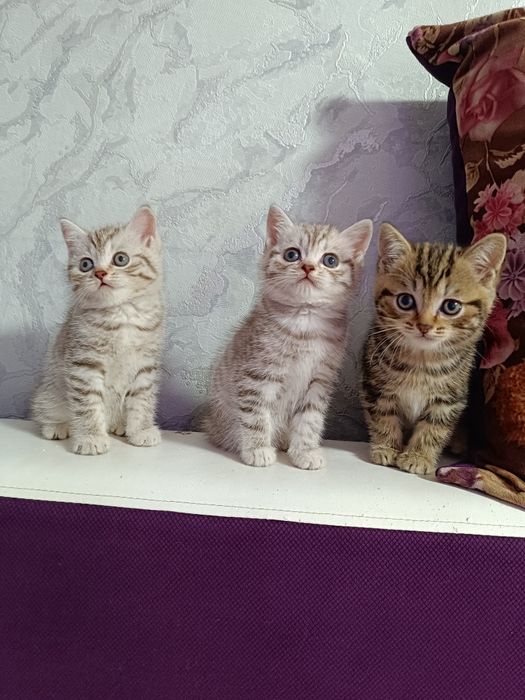 Шотландские котята мальчики