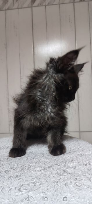 Котята-мейнкуны 2 месяца