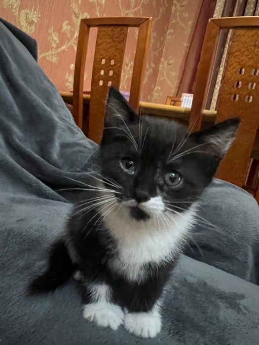 Отдам котят.