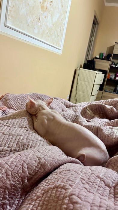 Отдам кота в добрые руки сфинкса