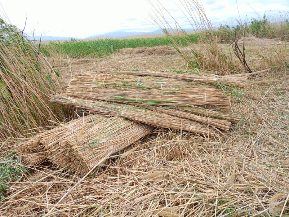 Камыс камыш маты