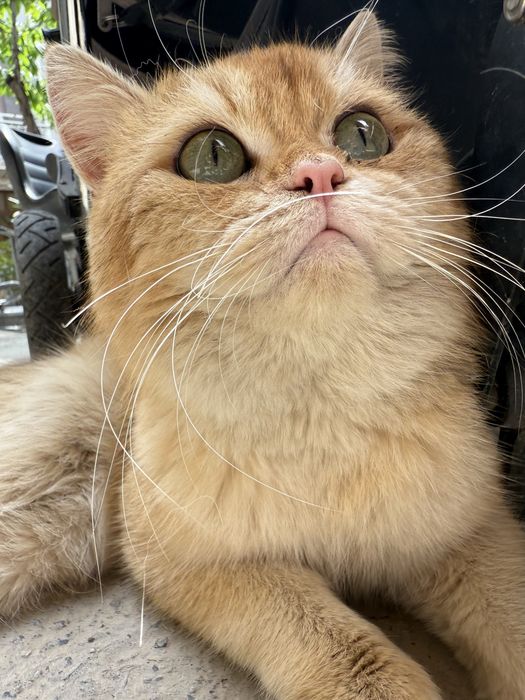 Кошка шиншиллааа