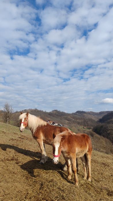 Vând mânz armăsar