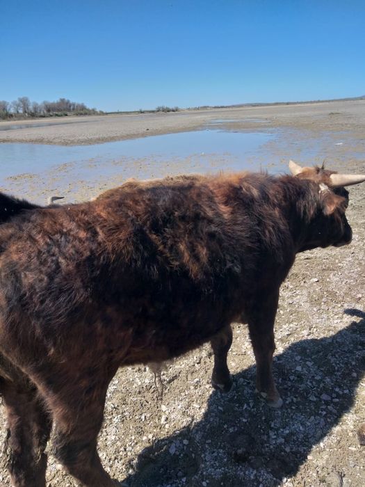 Бұқа, бычок 2 летний