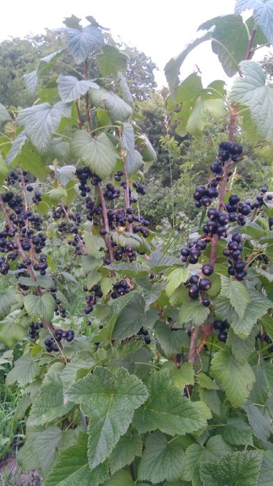 Coacaze negre bio