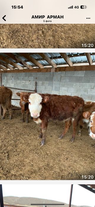 Ұрғашы бұзаулар сатамын.