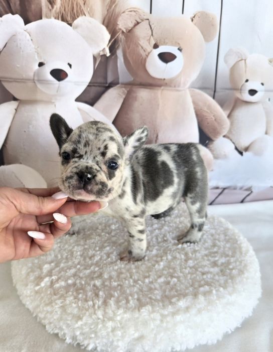 Френски булдог елитна кръвна линия момиче