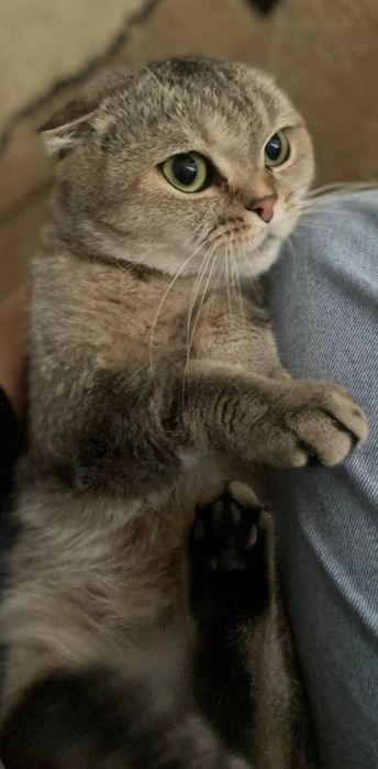 Shotlanskiy shinshila sotiladi