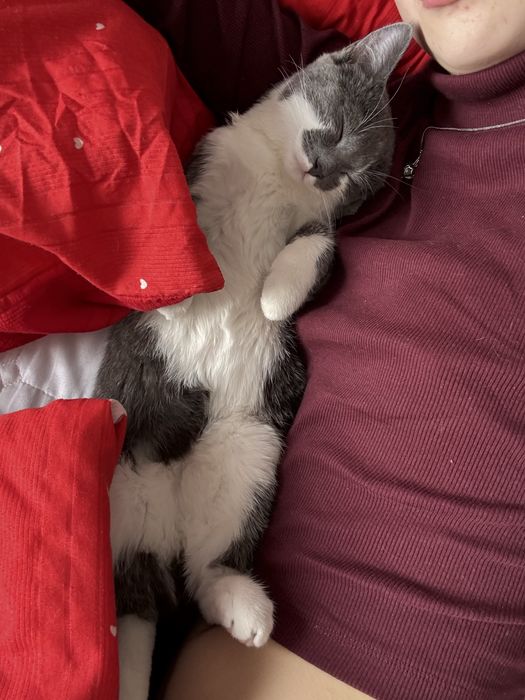 кошка            .