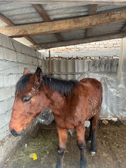 Жабағы жылқы сатылады