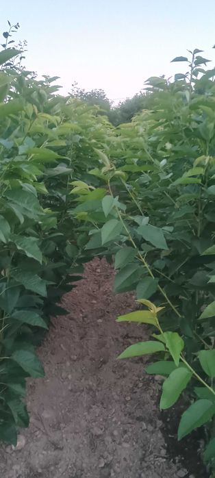 Pomi fructiferi de vanzare