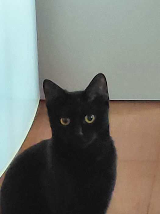 Отдам в добрые руки.