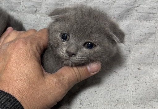 Продаются котята два месяца абсолютно здоровые Скотч Форд