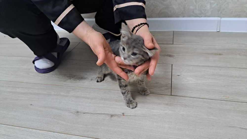 Отдам даром, причена к лотке, мальчик 6-7 мес