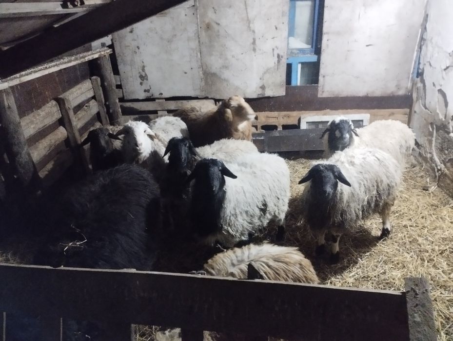 Продам баран или обмен